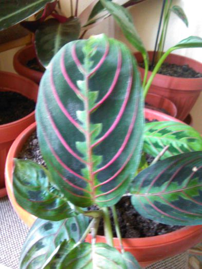 Maranta tricolor 24.08.2015 - 512 Maranta tricolor  Maranta leukoneura erytrophylla