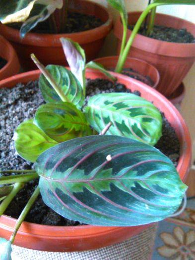 Maranta tricolor 24.08.2015 - 512 Maranta tricolor  Maranta leukoneura erytrophylla