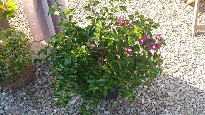 20150831_175151 - Bougainvillea