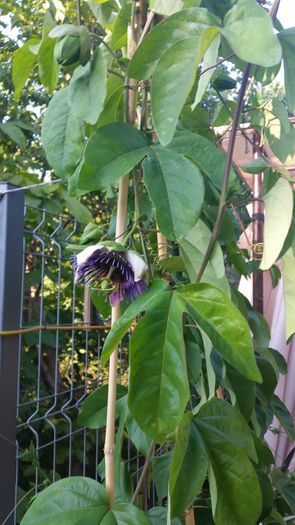 20150831_180429 - Passiflora