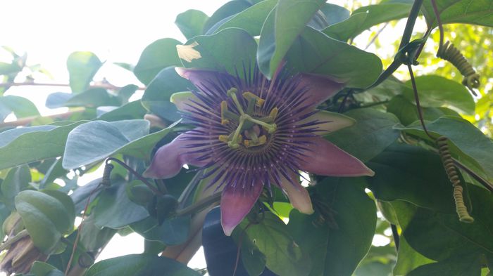 20150831_180358 - Passiflora