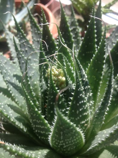aloe aristata bobocel - SUCULENTE