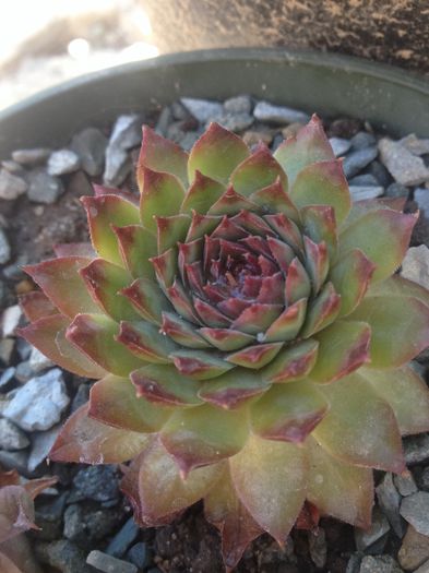 sempervivum