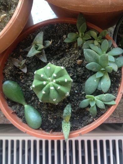 haworthia venosa & echeveria elegants - CACTUSI rog identificare