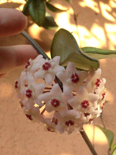 hoya - floricelele mele