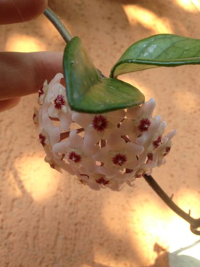 hoya