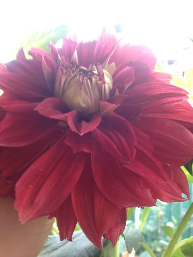 image - floricelele mele