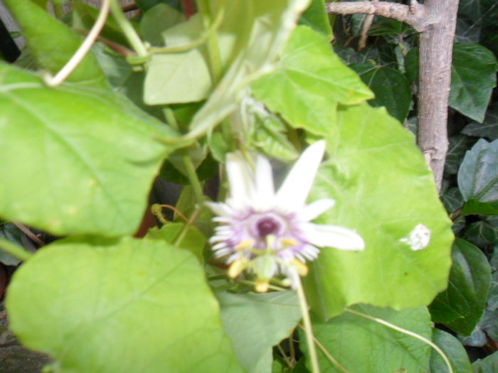 SAM_9234 - pasiflore -soiuri ----2012