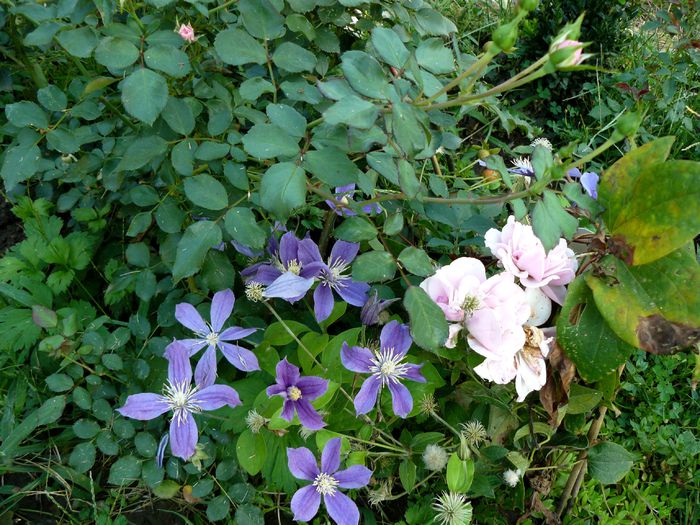 Arabela continuu inflorita - Gradina rozelor August 2015