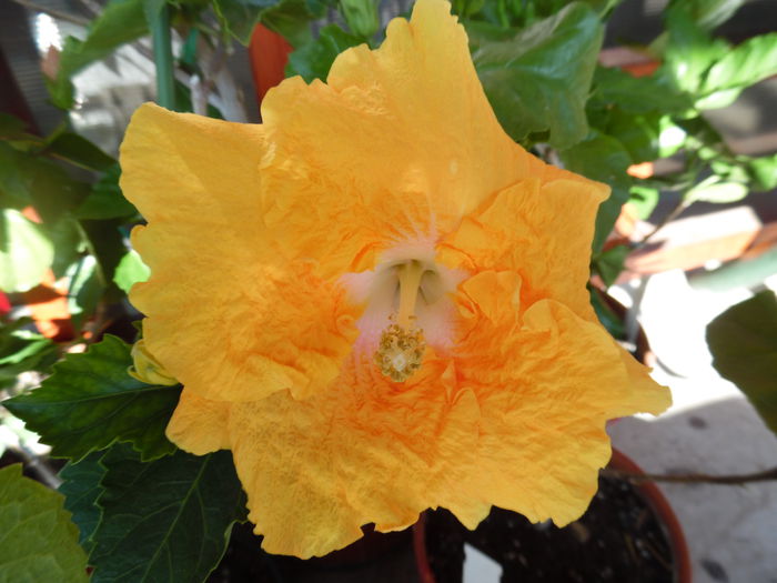 amber brubaker - Hibiscus 2015