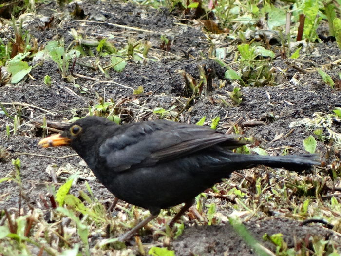 foarte prezenta in iulie - a-vizitatorii gradinii-2015