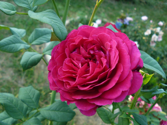 J.W von Goethe_USD6_100..120cm - Trandafirii mei_2015