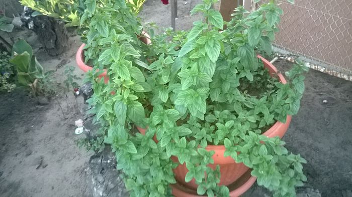 WP_20150828_039 - DIVERSE 2015