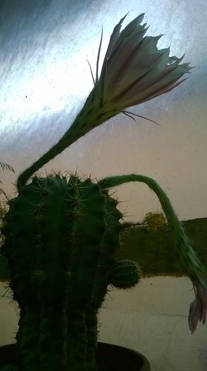 WP_20150829_001 - DIVERSE 2015