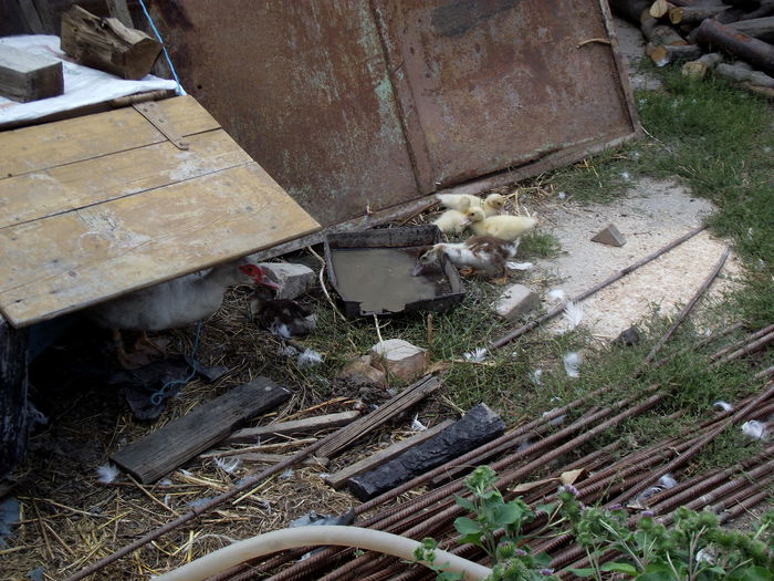 2015-08-09 15.01.29 bobocei de rata 2015 (1)