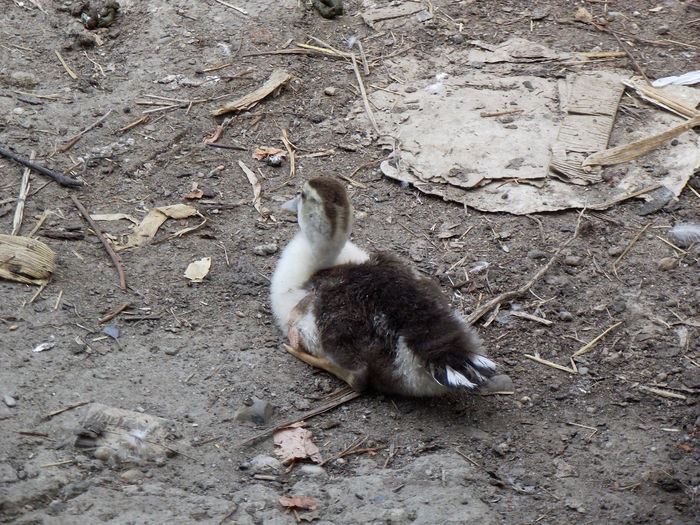 2015-08-09 15.01.29 bobocei de rata 2015 (3)