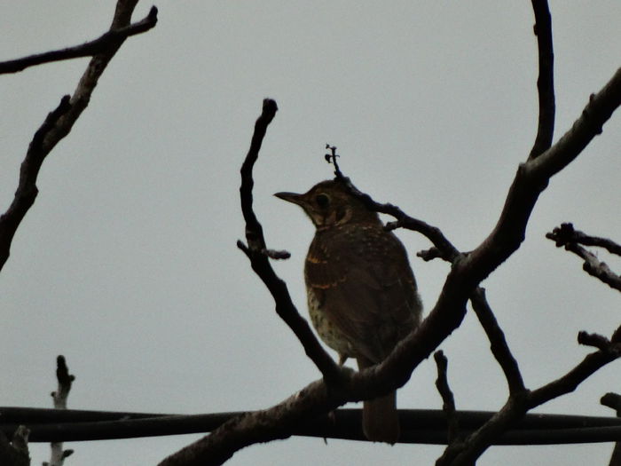 un sturz la inceput de iulie - a-vizitatorii gradinii-2015