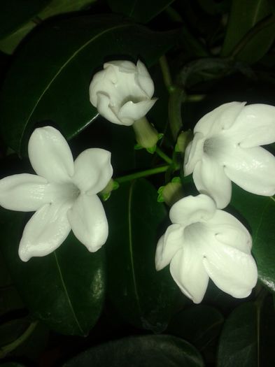 20150830_234038 - stephanotis