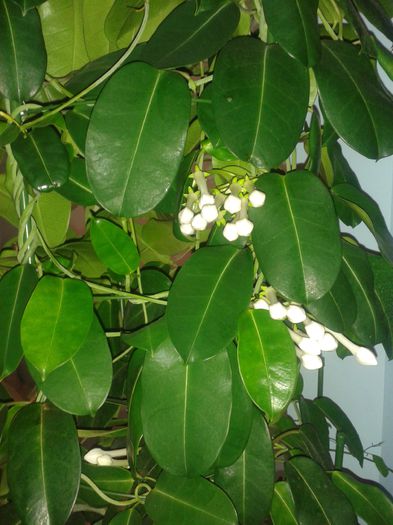 20150830_234049 - stephanotis