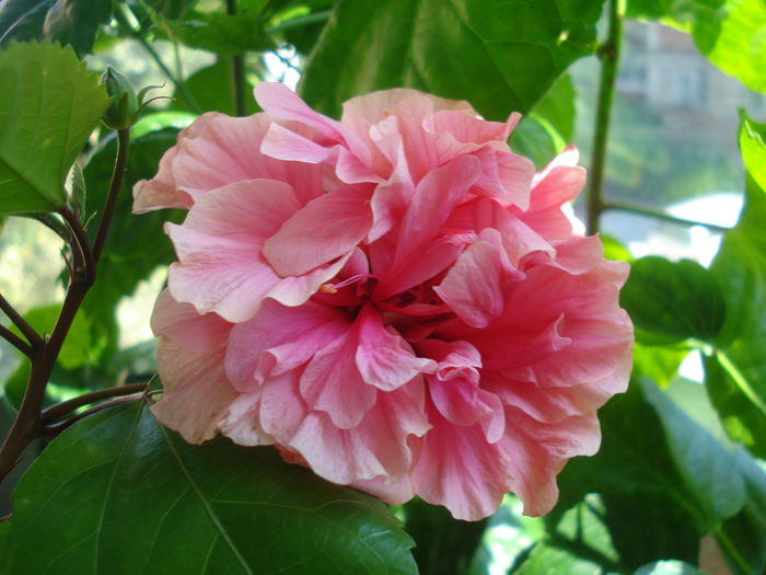 DSC03299 - Hibiscus Kona