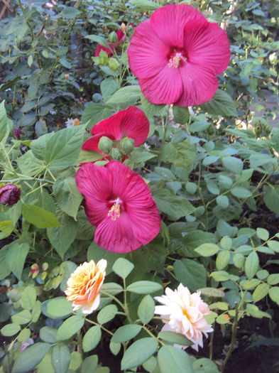 DSC04831 - Hibiscus de gradina