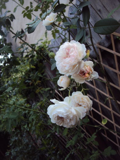 DSC04927