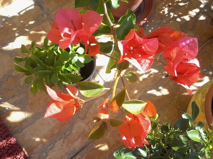 20150901_101926 - bougainvillea