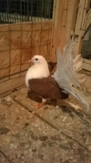 WP_20150821_047 - voltati