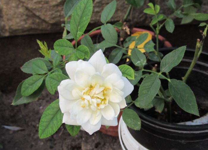 Kent, prima floricica :))); multumesc Nina!!!! :))))
