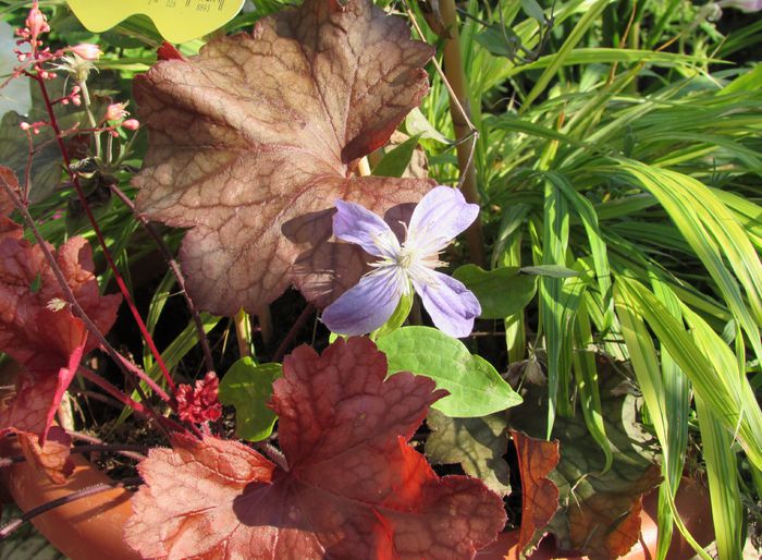 26 august - 2015 plantele mele - III