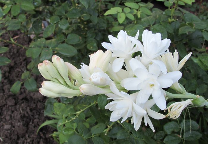 tuberoze - 2015 plantele mele - III