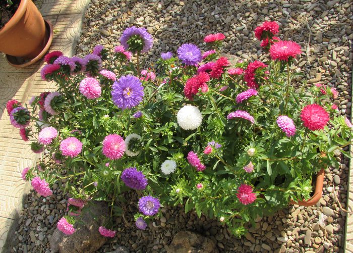 (callistephus chinensis) - 2015 plantele mele - III