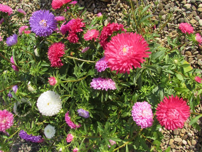 (callistephus chinensis) - 2015 plantele mele - III
