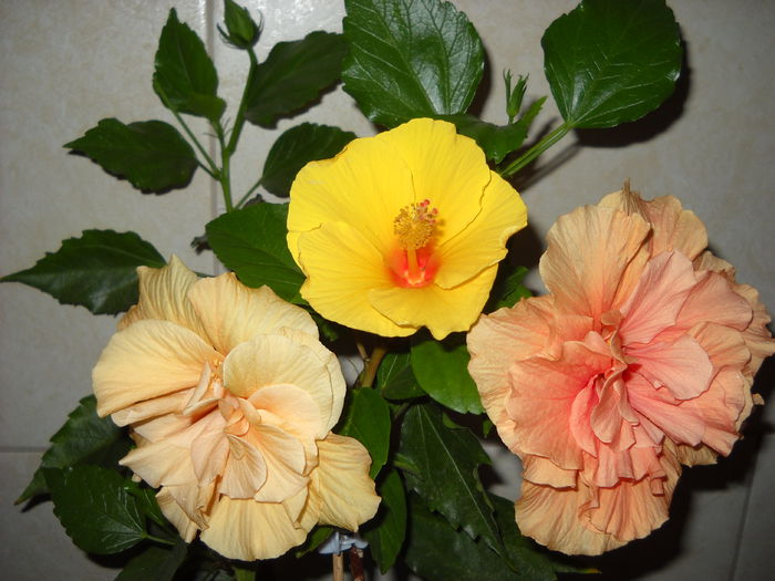 Trio - HIBISCUS-2015