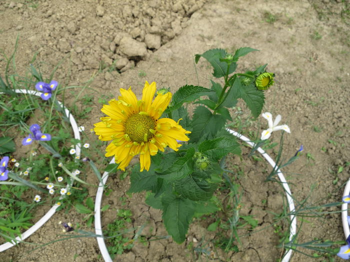 IMG_2156 - Heliopsis scabra