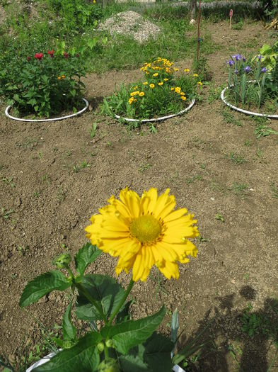 IMG_2200 - Heliopsis scabra