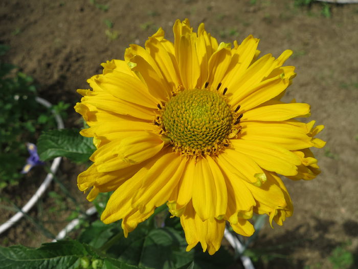 IMG_2203 - Heliopsis scabra