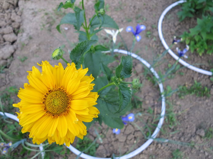 IMG_2344 - Heliopsis scabra