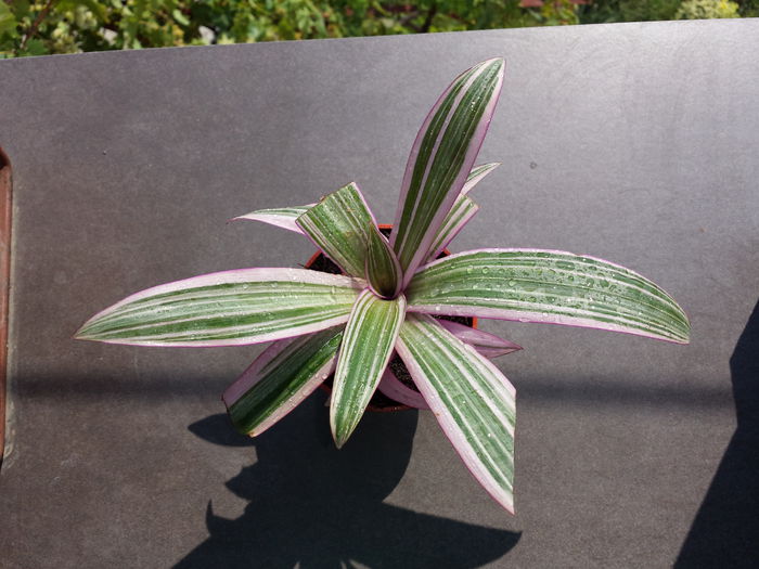 503 Tradescantia spathacea variegata - Plante de balcon si camera - 2015 _ partea a II-a