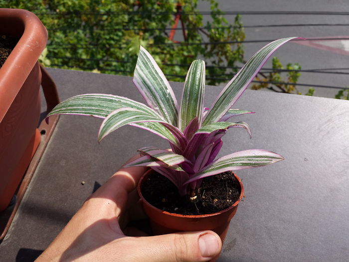 504 Tradescantia spathacea variegata