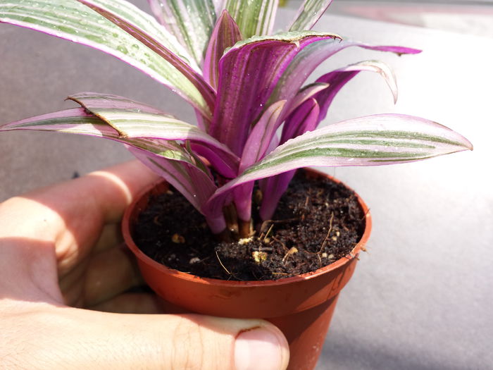 505 Tradescantia spathacea variegata