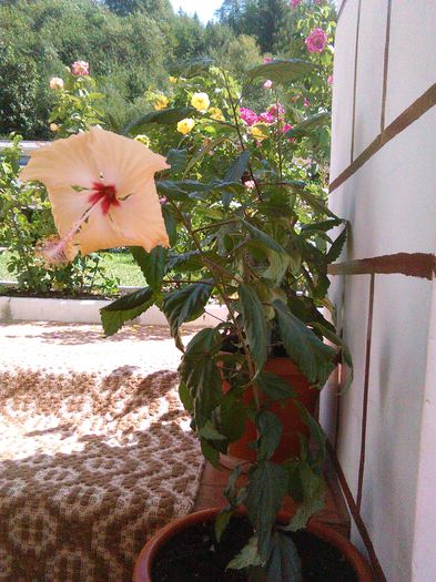 01.09.2015 - Hibiscusi 2015