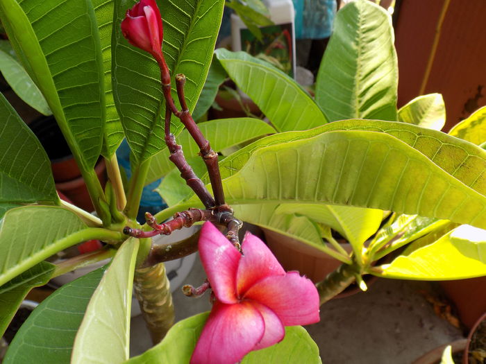 Picture 517 - Plumeria 2015