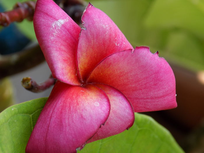 Picture 516 - Plumeria 2015