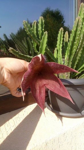 Stapelia giganteea; Stapelia giganteea (in top 10 cele mai urat mirositoare) :d
