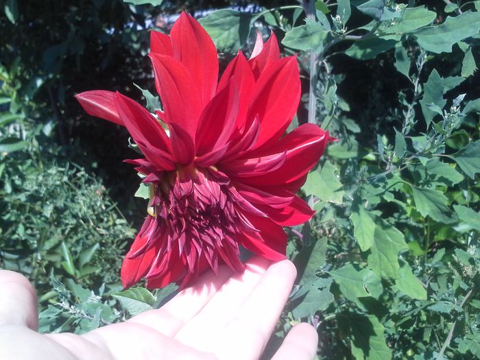  - ALTE FLORI