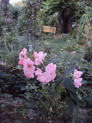 DSC04991 - Clair Matin