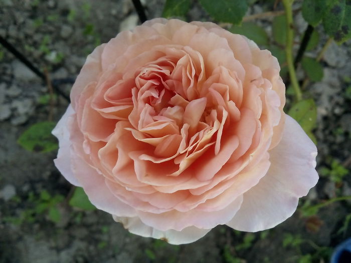 Abraham Darby - 2015 Trandafiri II