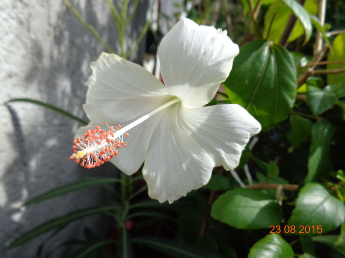 DSC01874 - Fijian Hibiscus - Dainty White