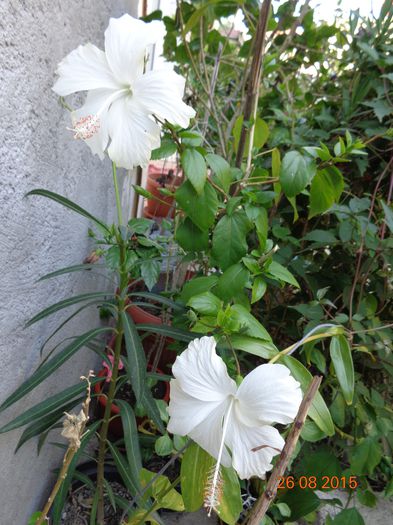 DSC01879 - Fijian Hibiscus - Dainty White